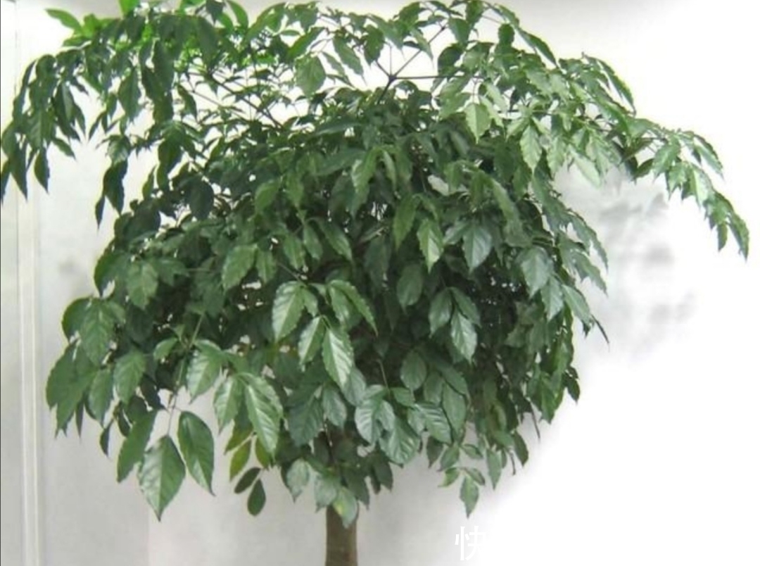 养幸福，树叶子发黄干枯，该如何解决？