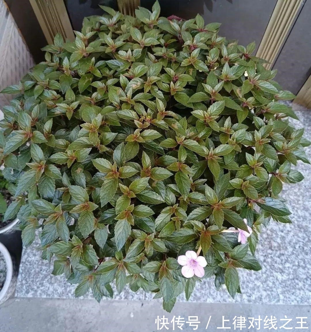 长筒花是“室内花量王者”,没光也能开爆盆,阳台党福音