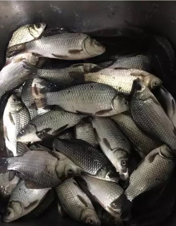 不知道鱼儿藏在哪儿?我帮你画了5张图,随便挑一个就能爆护