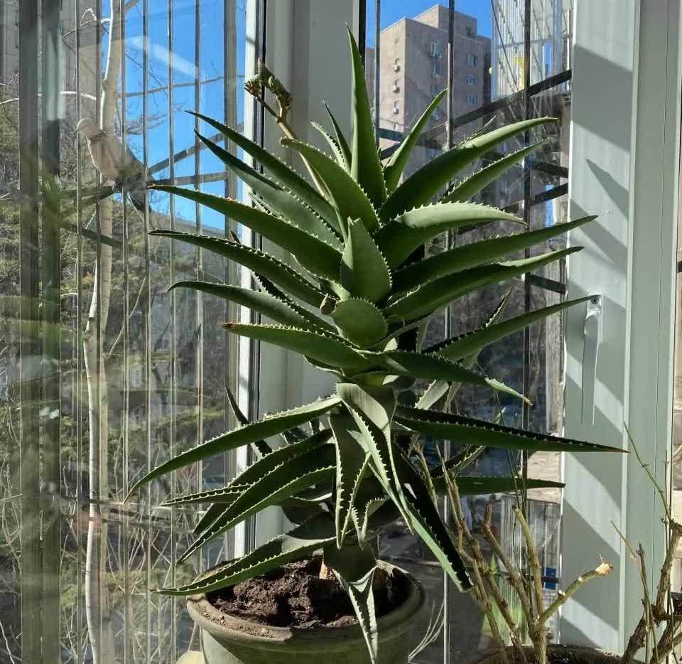 这5种耐旱花,浇水要小心,不烂根不黄叶,养旺很简单