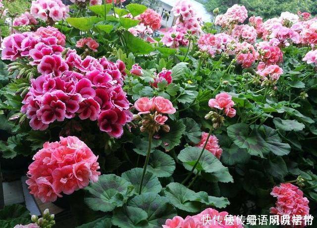 阳台养此3种花太合适,不但漂亮,繁殖还容易,一年就成养花大户