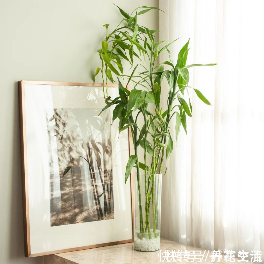 根系|适合养在办公桌上的5种盆栽小绿植,不用频繁打理