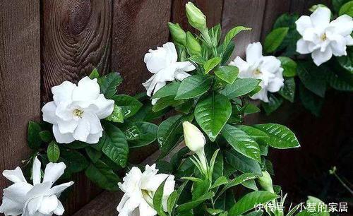 家里养5种花,越养越好看,适合新手,是盆栽佳品!