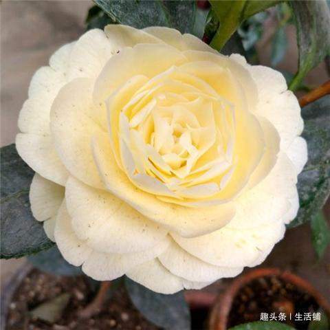 茶花开花少教你2招,花儿开满枝,年年开花多!