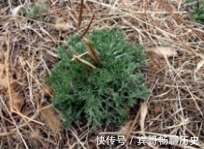 去火|田间地头的1种野菜,可清热去火,增强抵抗力,早食早健康!