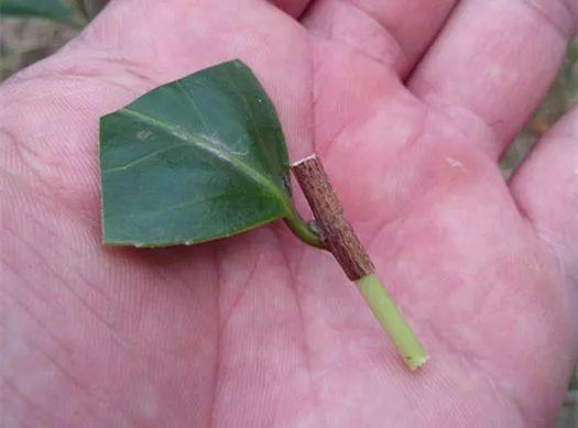 嫁接|嫁接达人,玉树嫁接长寿上,花友直呼内行!