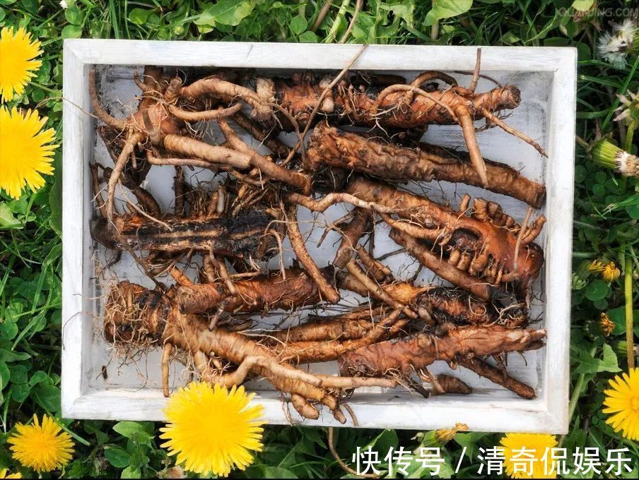 蒲公英根|春天,蒲公英,浑身是宝,对人体有4大好处,但3类人不宜吃