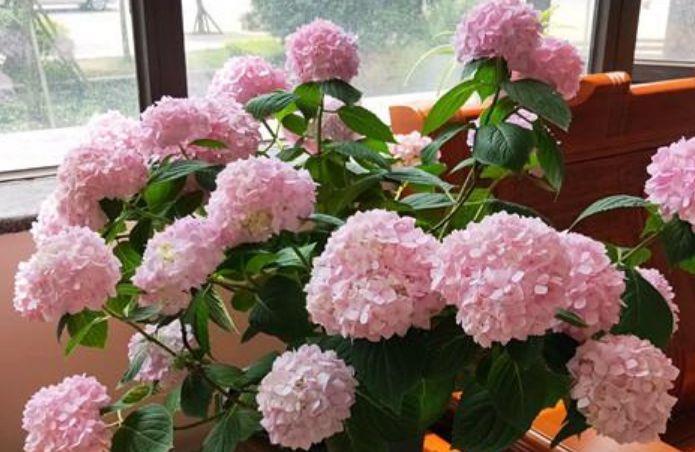 4种花是花中大美女,开花量超大,香飘十里优雅迷人