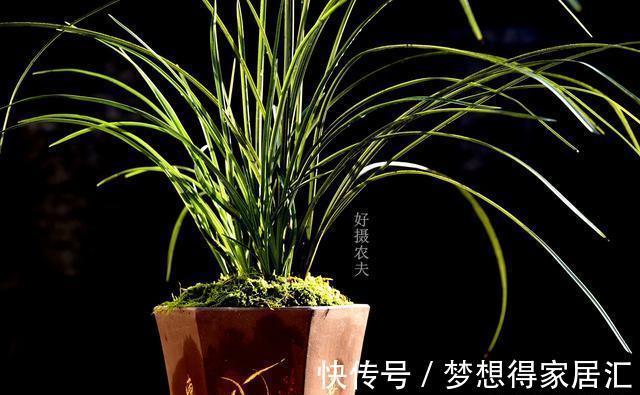 兰友|秋天养兰花最怕什么?犯了这3条禁忌,兰花就很难越冬