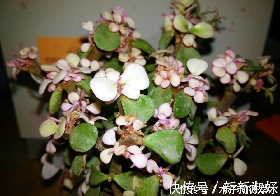 景天科多肉|多肉辨别方法,分辨雅乐之舞、金枝玉叶、雅乐之华,学一学