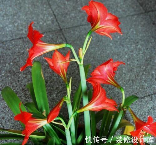 湿润|养花试试这几款,叶片很小,生长速度很快,非常迷你