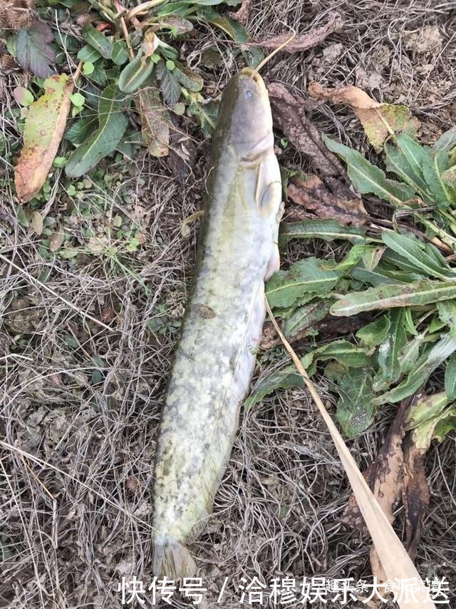 东北有句俗语,“鲶鱼炖茄子,撑死老爷子”,你知道什么意思吗