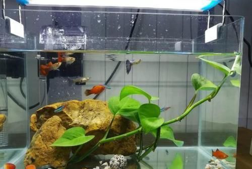 花盆|什么东西适合养花?这些宝贝,帮搞定花盆、花土、花肥问题