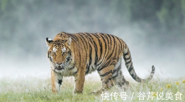 生肖|属虎人生在几月，下半年心想事成，招财进宝，收入倍增，衣食不缺