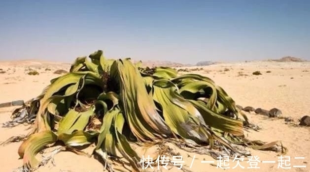 兰叶子|世界上最珍奇植物景观,形似大章鱼沙漠植物,能在沙漠生存上千年