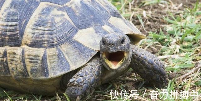 乌龟$俗话说“千年的王八万年龟”,下半句其实最经典,道尽人性!