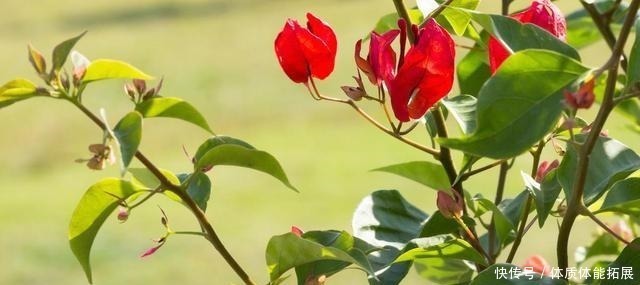 黄叶|三角梅“黄叶”不开花，用这2种水浇一浇，叶子油绿，满头花！