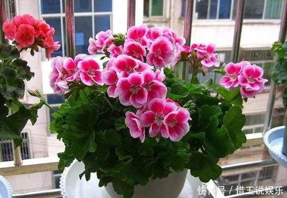 这才是“啤酒”浇花的正确方法，做对了，叶绿花多，越长越茂盛！