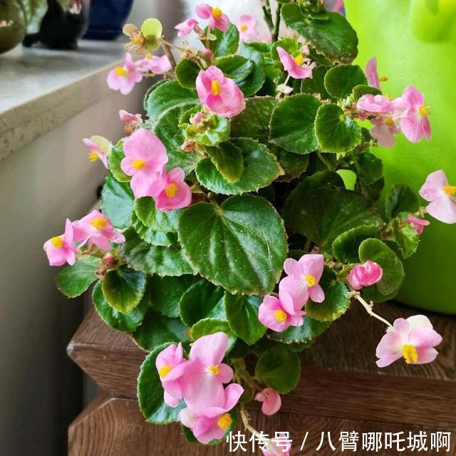 阳台|阳台养花，别错过这6种花，春夏秋冬有花赏