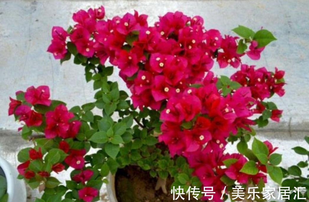 三角梅冬天有“3怕2不喜”,别做错了,不然难越冬