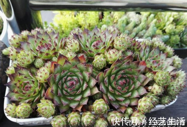 养多肉我一般不建议施肥,但这种多肉适当地施肥却可以养得更好