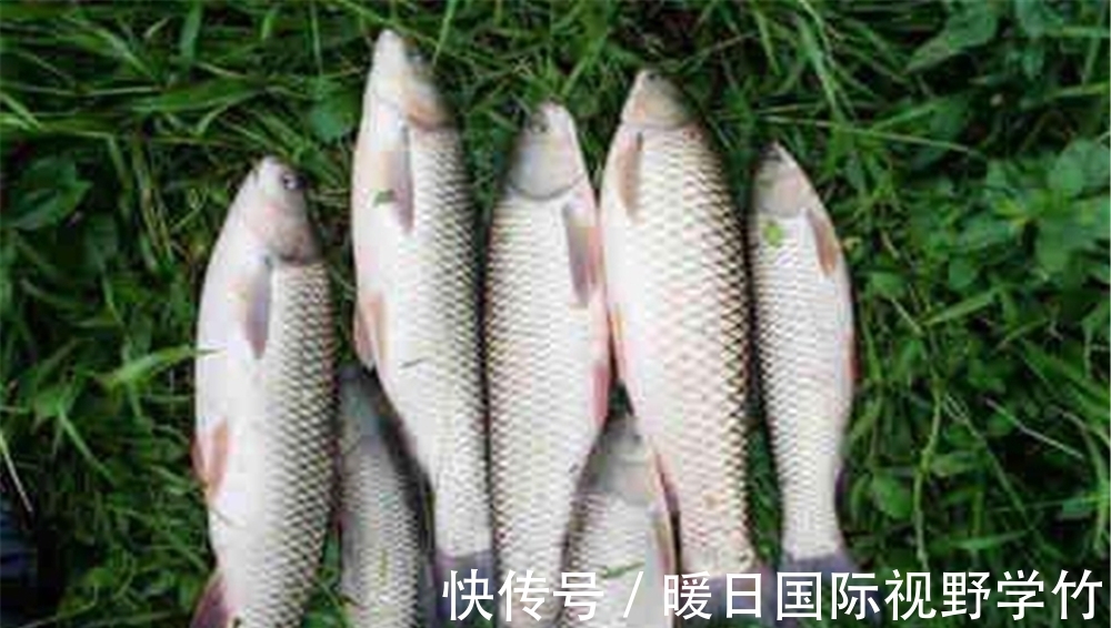 夏季|夏季钓草鱼，用这些“鲜嫩”饵料，只要饵料对了口，渔获能翻一番