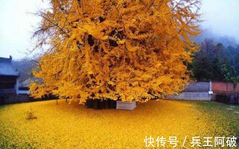 古人@民间俗语“院中有五树,子孙一直富”,说的都是哪些树?有何道理