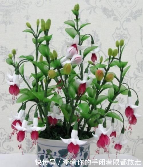 扶桑花|4种“花长寿”，一开花一整年，365天不间断，养一盆老划算