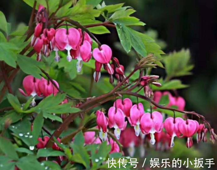 盘点3种漂亮的耐阴花，采光不好也照样花开满枝，专为北阳台而生