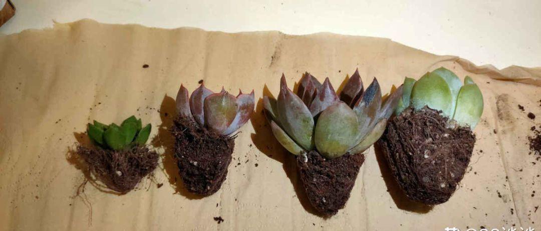 养多肉不会选盆？3个方法，教你一次选对花盆