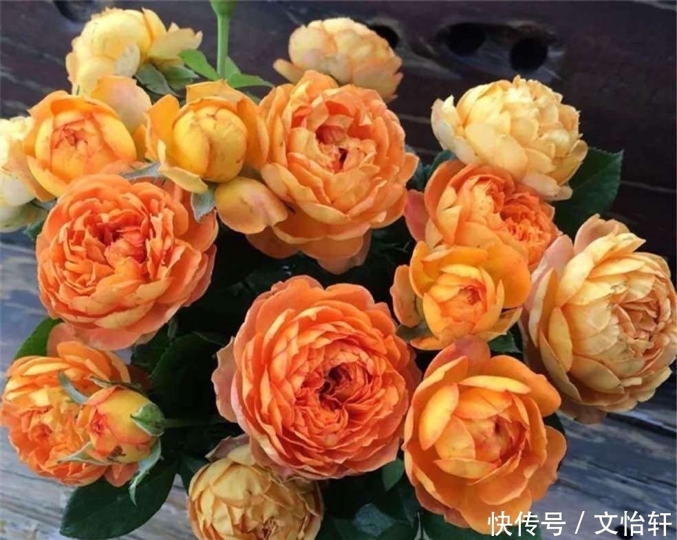 品种|100个月季品种，千姿百态，每个都很漂亮，图名并茂，值得收藏