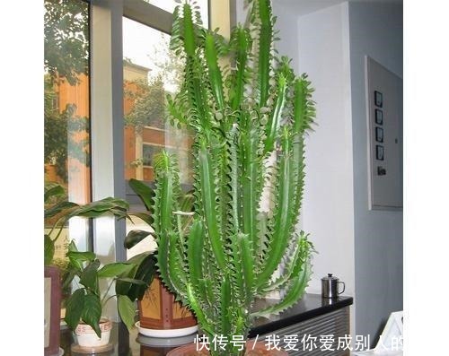 什么发财树,平安树,不如这2种“老树”好养,大气,富贵又镇宅!