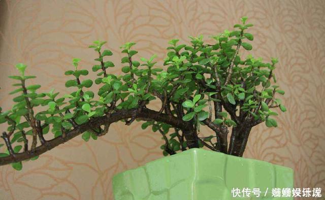 这3种花养成老桩价值高,养得越久越美,喜欢的别错过