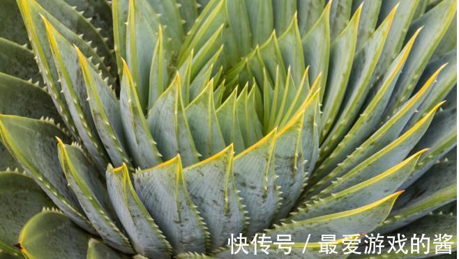 这7种绿植是空气净化小能手,很适合养在室内,美观又增氧