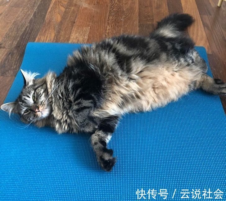 宠物|姿势比人类还专业?20个「宠物做瑜伽」的爆笑瞬间