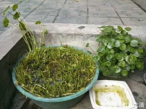 徒长|6种常见“花卉”，养在家里要“舍得剪”，越剪越“旺盛”