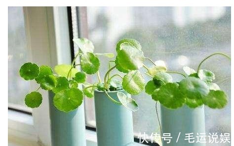 以下花根本不用买,落地生根,1片叶子就是1盆花!