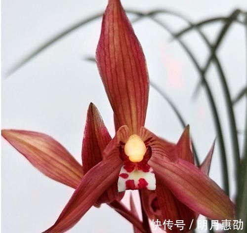 曾争相抢购的兰花,现白菜价,花色鲜红,落地就生根,是兰花铭品