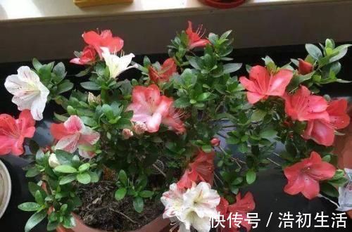 家里过期的小药片，用来养花，叶比巴掌大，花开满枝头！