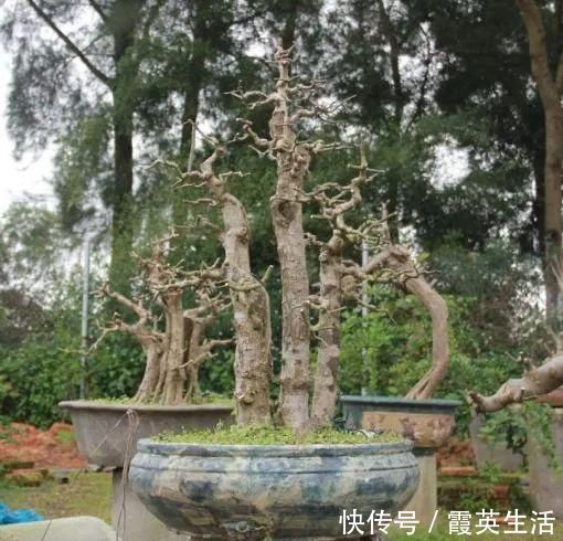 树木|盆景制作技法夏天来到，盆景脱衣换锦，有6种好处