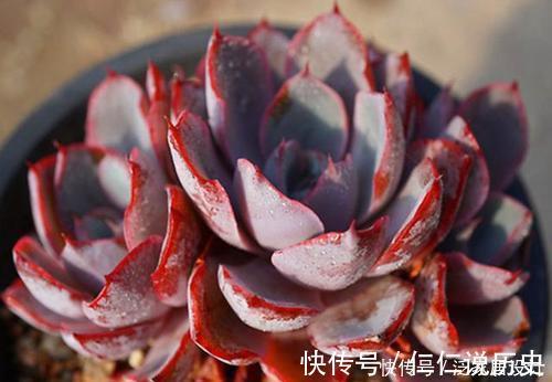 绮罗|这些多肉真霸气,长势旺小盆装不下,易度夏越养越值钱