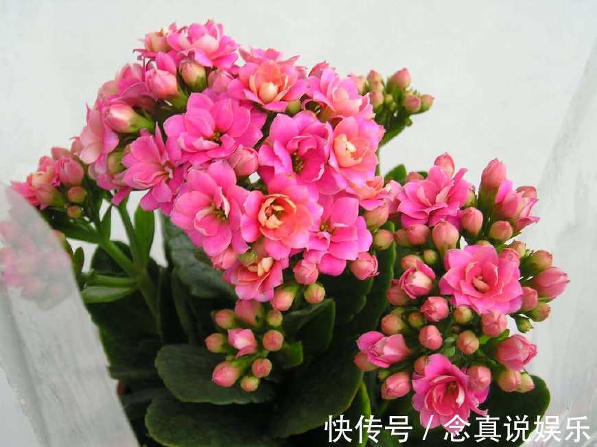 花色|丹麦盆栽花卉之冠圣诞伽蓝菜长寿花色丰富，理想的室内花卉