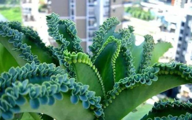 家里一定养的5种花，花开媲美玫瑰，花朵姿态万千，美