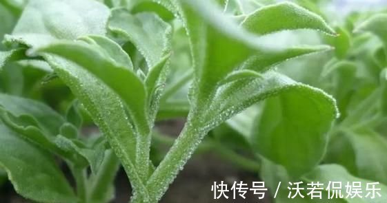 冰草|不管男女过了四十多吃6种野菜,能够补充身体营养,帮助增强体力