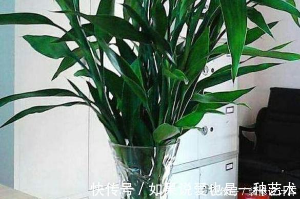 操作方式|养花别再买多菌灵了，用它来代替，植株生根快，还能省下不少钱