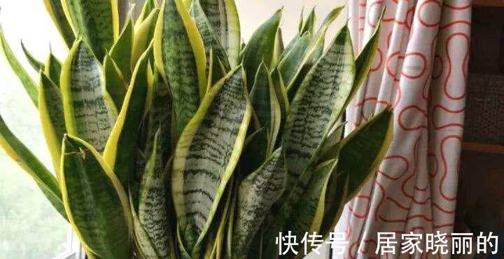 浇水|虎皮兰有“5怕”,难怪从不出新芽,越养越难看