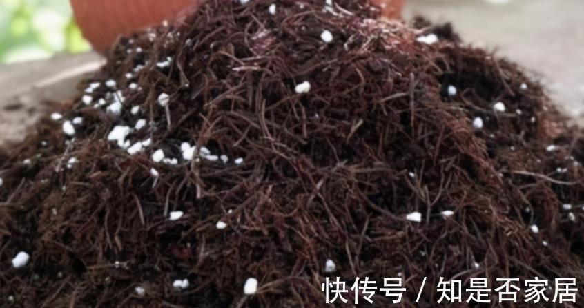 花色|养兰花红贵妃，盆栽显贵气，开花色艳浓香，易活