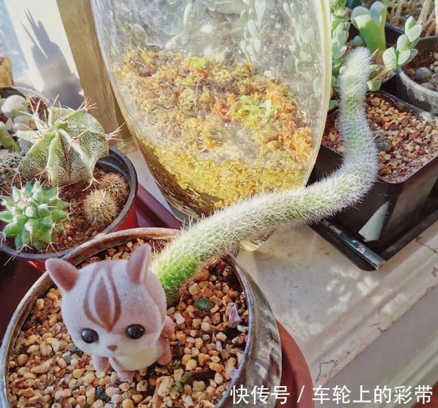 吊兰长满小金鱼，养上5年，越养越上瘾！