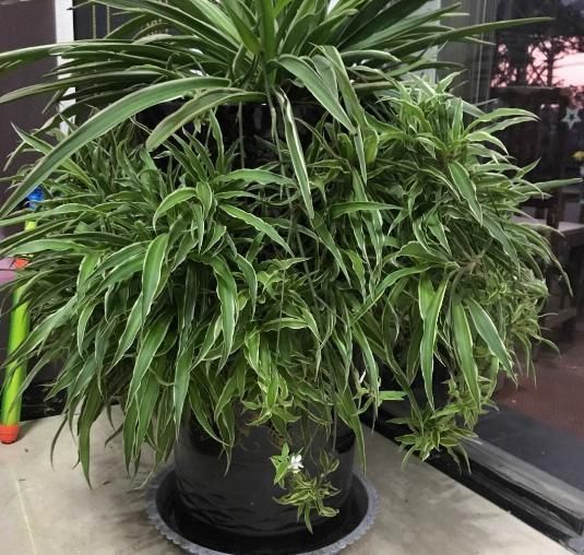 换盆不做这件事,就等于白换了,一年也不长个