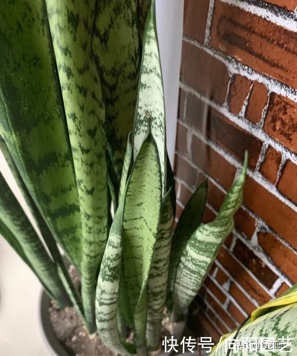 花土|超级好养的虎皮兰，20天浇一次水，新叶子猛蹿，长满花盆了